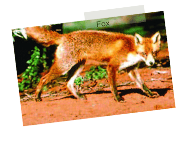 Fox