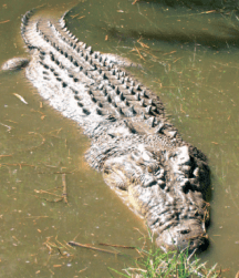 Large crocodile