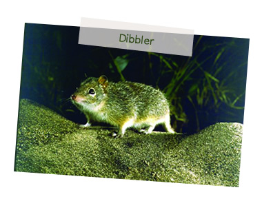 Dibbler