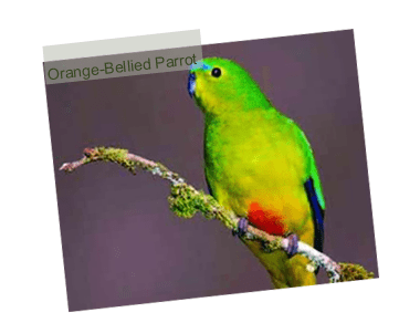 Orange-bellied parrot
