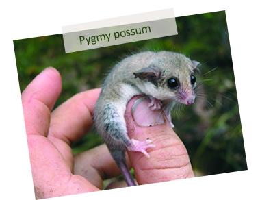Pygmy possum