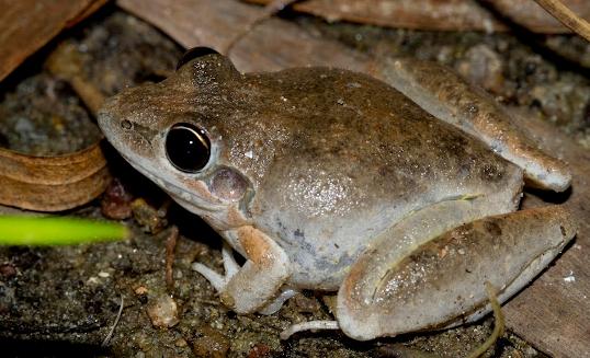 Bumpy rocket frog (Litoria inermis)