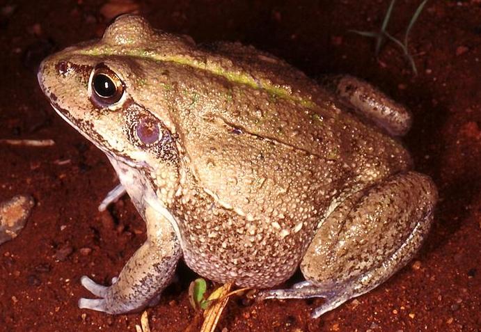 Giant Frog (Cyclorana australis)