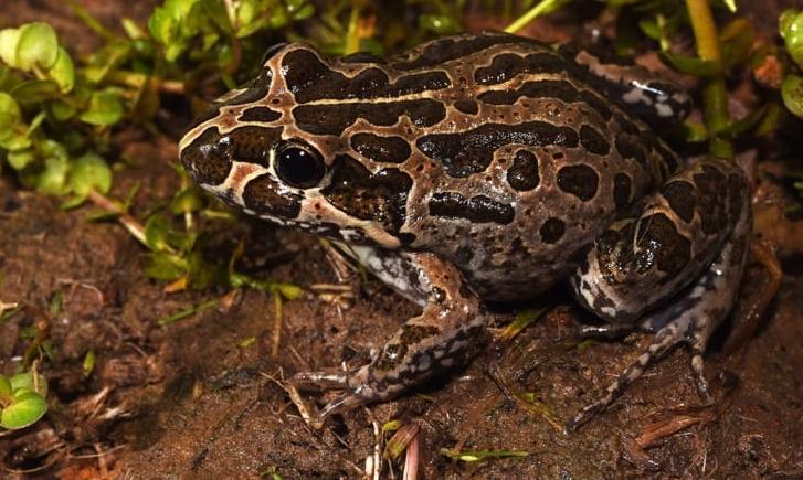 Marbled frog (Limnodynastes convexiusculus)