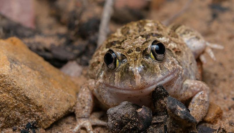 Ornate burrowing frog (Platyplectrum ornatum)