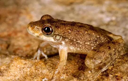 Rockhole frog (Litoria meiriana)