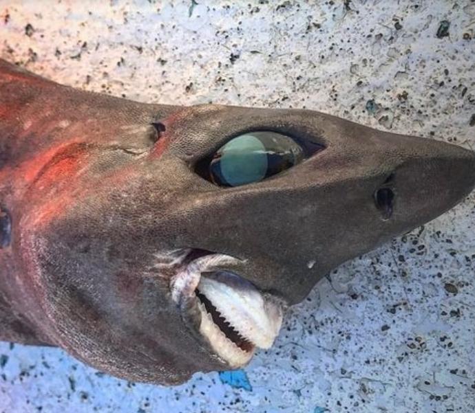 deep-sea shark with a sinister grin and bulging eyes