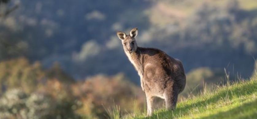 Australia has 15 animal species listed as endangered