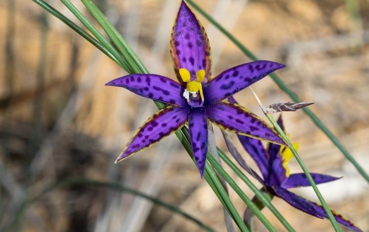 Rare orchid blooms in Western Australia